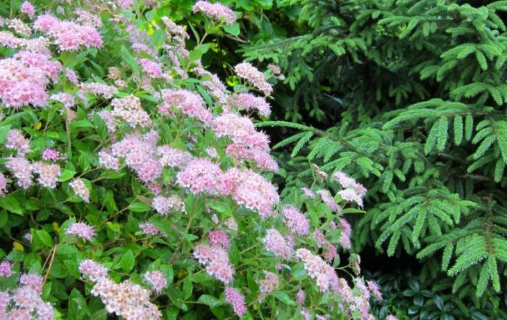 spirea best varieties