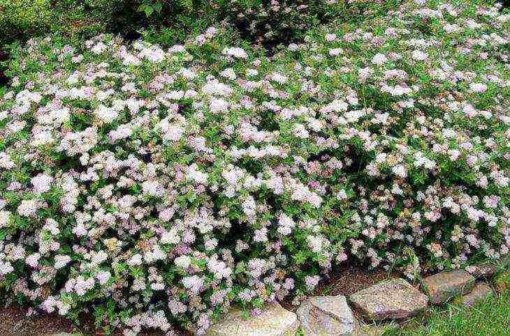 spirea best varieties