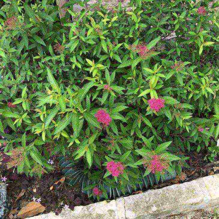 spirea best varieties