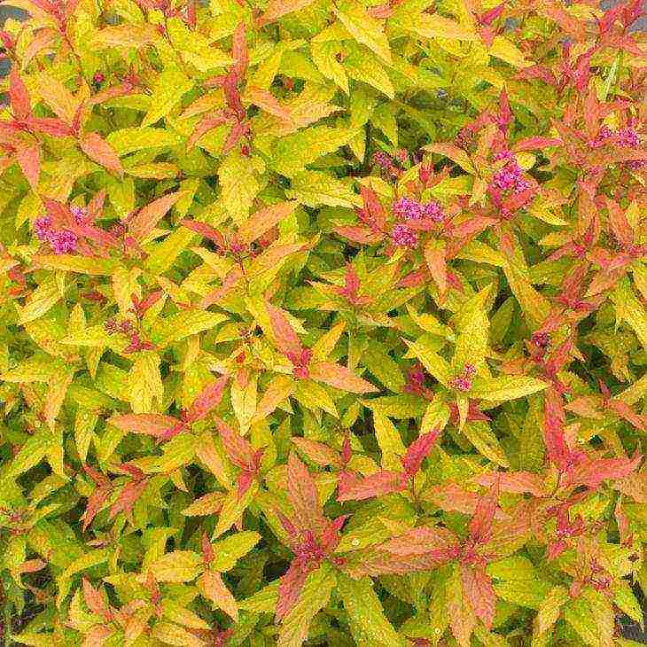 spirea best varieties