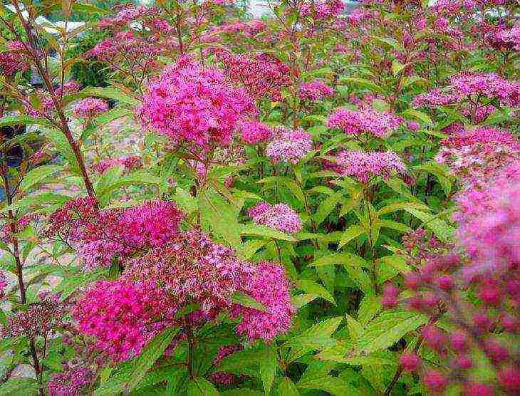 spirea best varieties