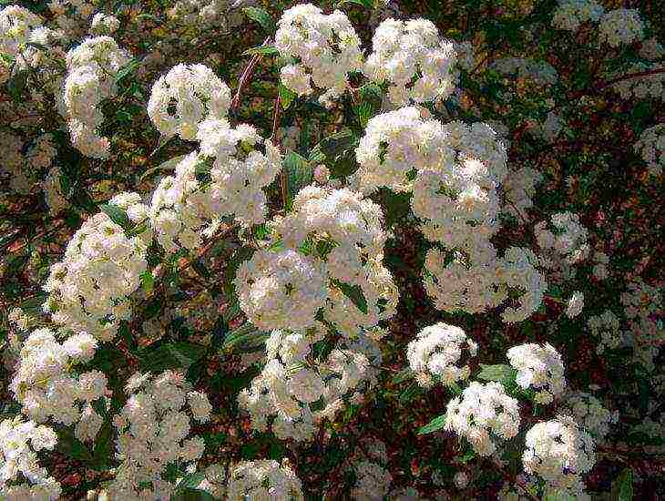 spirea best varieties