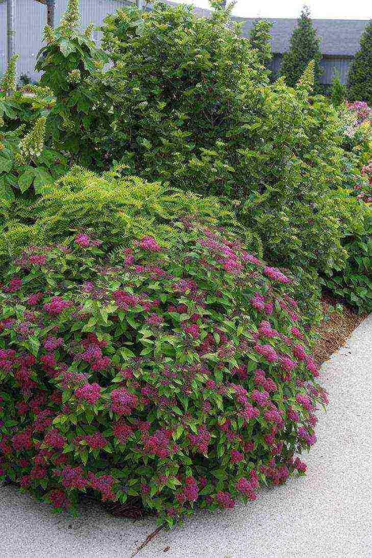 spirea best varieties