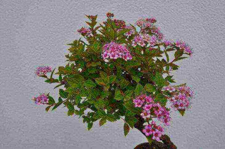 spirea best varieties