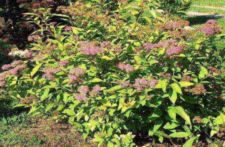 spirea best varieties