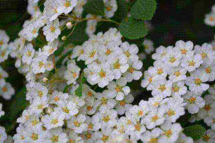 spirea best varieties