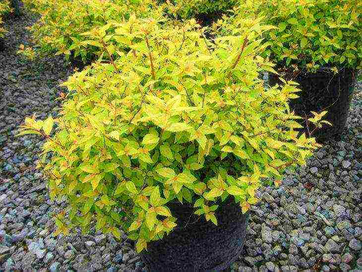 spirea best varieties