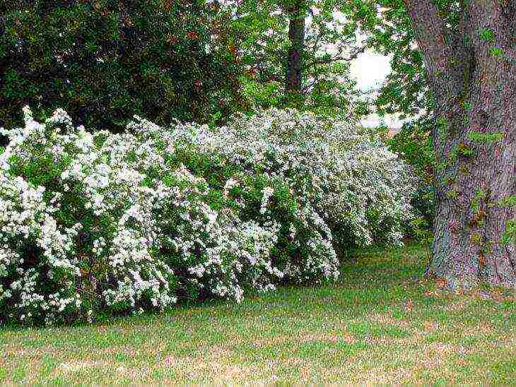 spirea best varieties