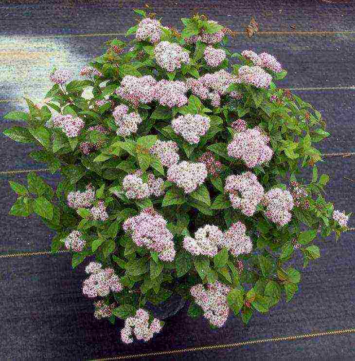 spirea best varieties