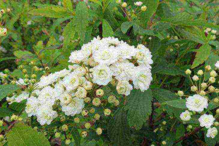 spirea best varieties