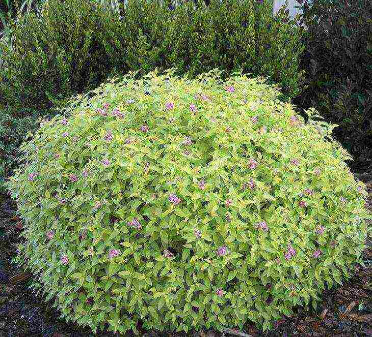 spirea best varieties