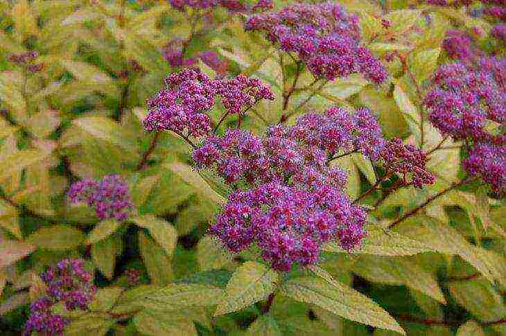 spirea best varieties