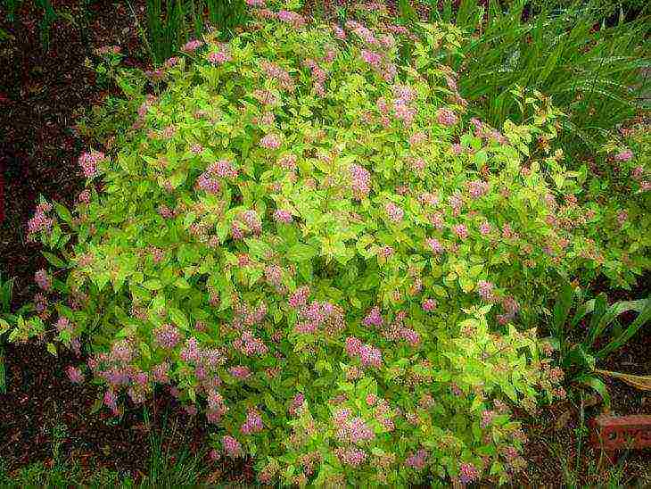 pinakamahusay na mga pagkakaiba-iba ng spirea