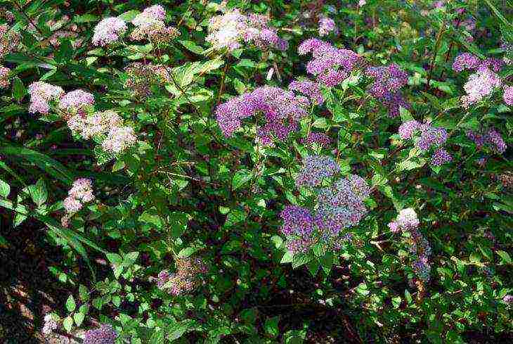 spirea best varieties