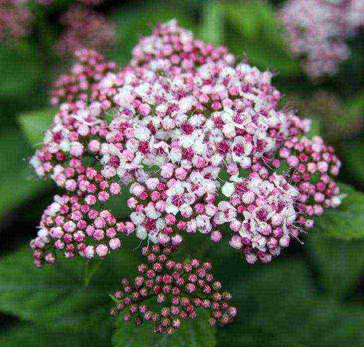 spirea best varieties