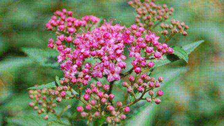 spirea best varieties