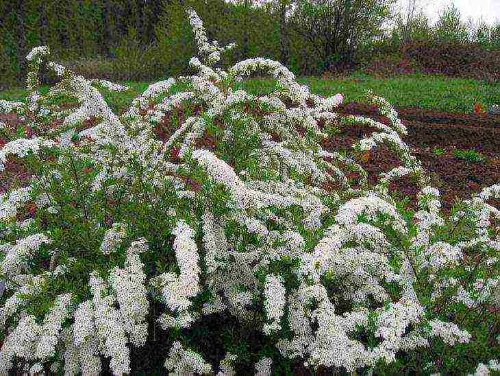 spirea best varieties