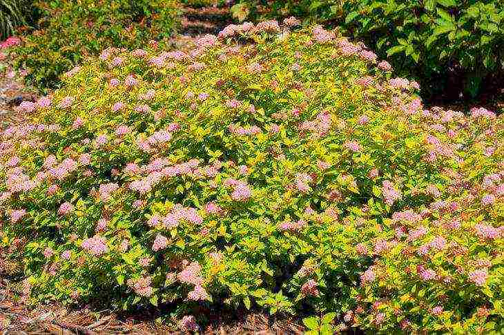 spirea best varieties