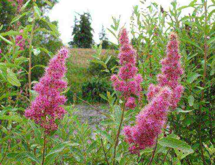 spirea best varieties