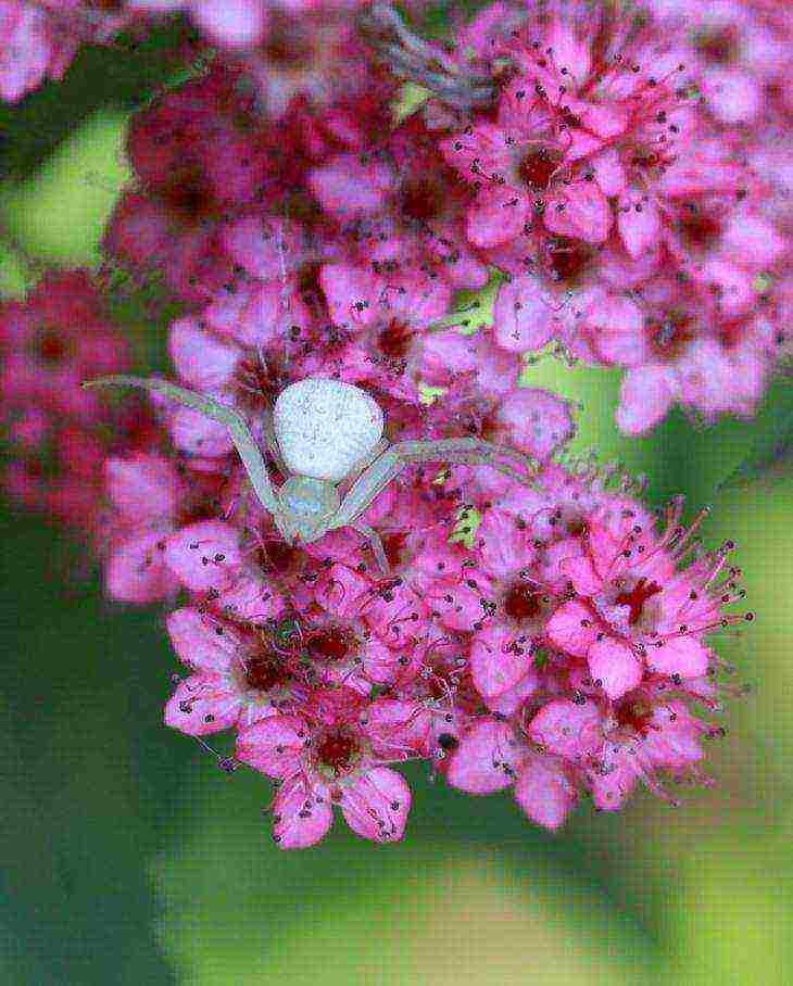 spirea best varieties