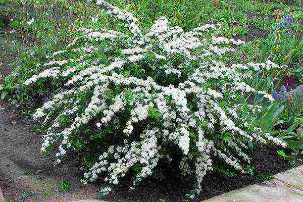 pagtatanim ng spirea nippon at pangangalaga sa bukas na bukid