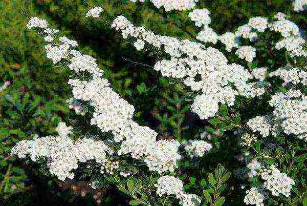 pagtatanim ng spirea nippon at pangangalaga sa bukas na bukid