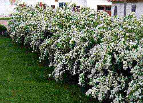 pagtatanim ng spirea nippon at pangangalaga sa bukas na bukid