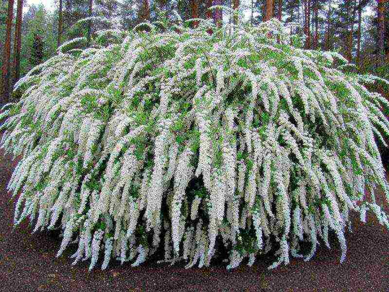 spirea nippon planting and care in the open field