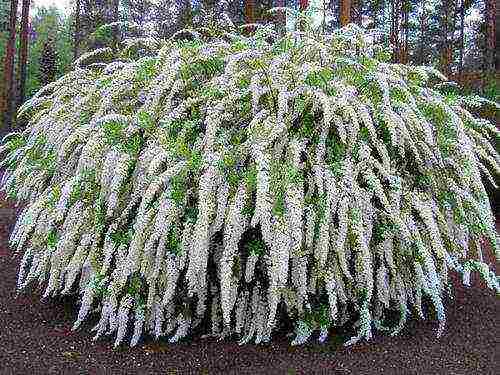 spirea planting and care in the open field in the Urals