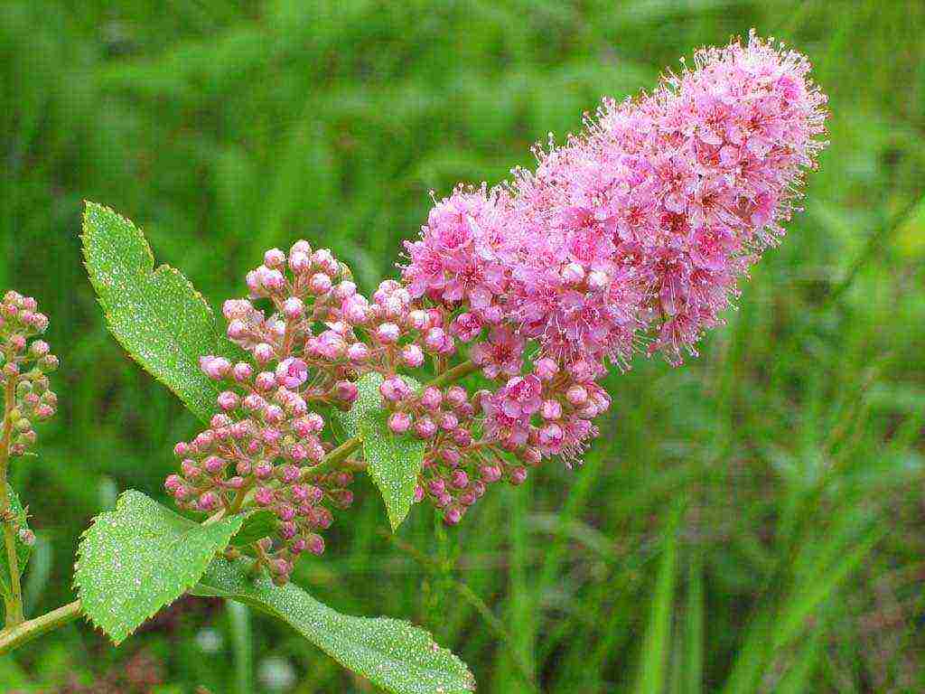 pagtatanim ng spirea at pangangalaga sa bukas na bukid sa Urals