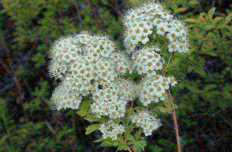 spirea planting and care in the open field in the Urals