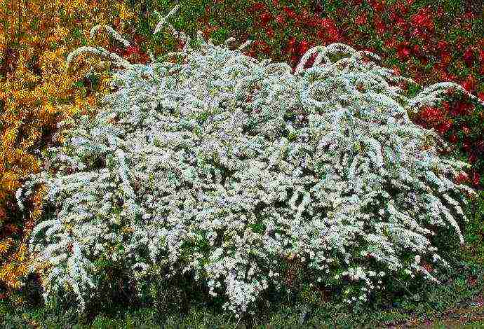 spirea planting and care in the open field in the Urals