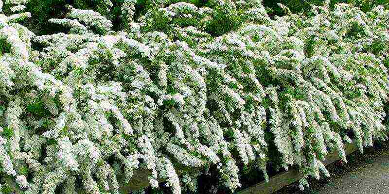 زرع spirea والرعاية في الحقل المفتوح في جبال الأورال