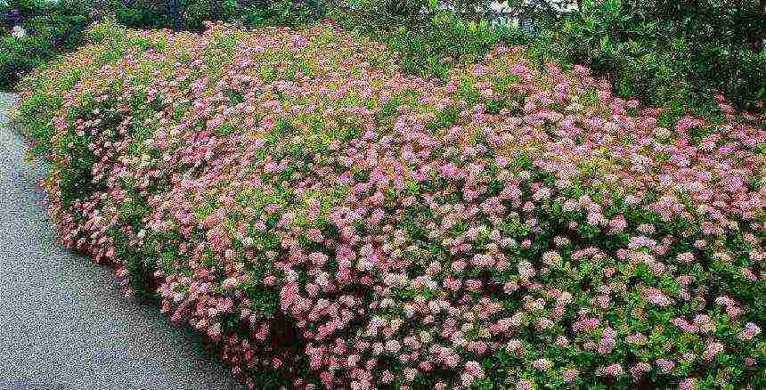 زرع spirea والرعاية في الحقل المفتوح في جبال الأورال