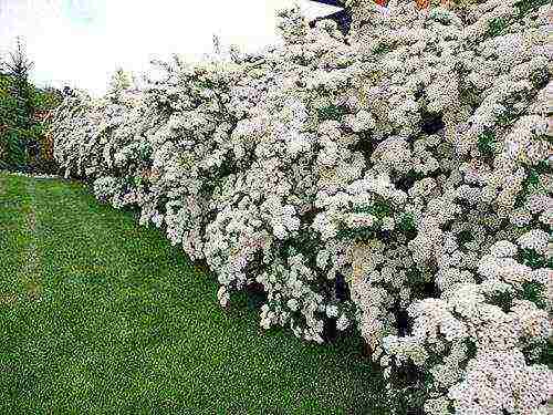 pagtatanim ng spirea at pangangalaga sa bukas na bukid sa Urals