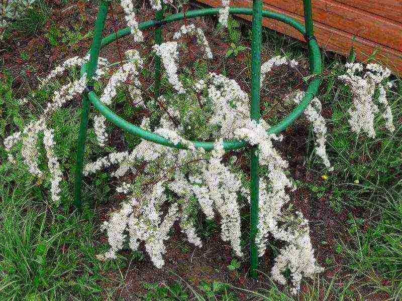 spirea pink planting and care in the open field