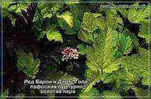 spirea pink planting and care in the open field