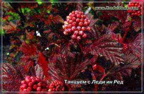 spirea pink planting and care in the open field