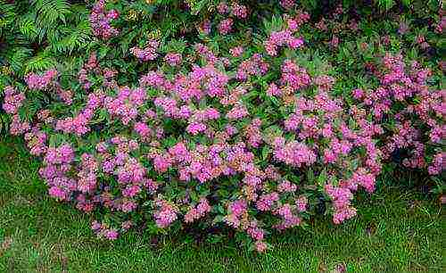 spirea pink planting and care in the open field