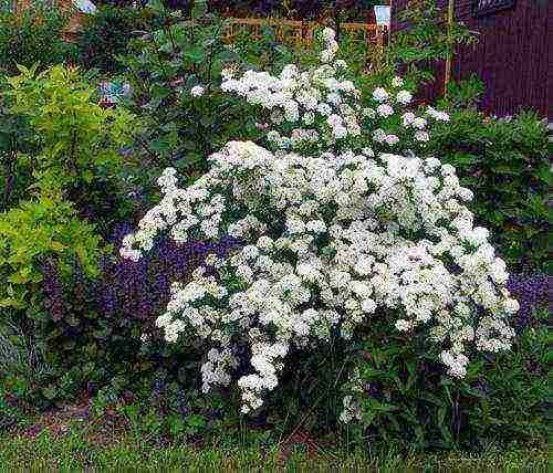 spirea pink planting and care in the open field