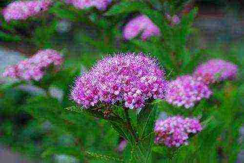 spirea pink planting and care in the open field