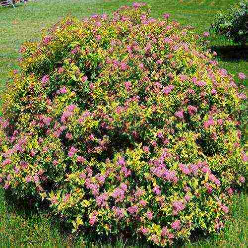 spirea pink na pagtatanim at pangangalaga sa bukas na bukid