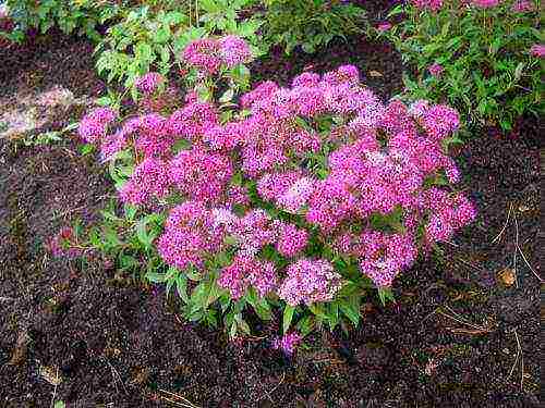 spirea pink planting and care in the open field