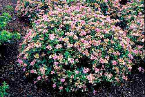 spirea pink na pagtatanim at pangangalaga sa bukas na bukid