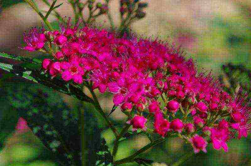 spirea pink planting and care in the open field