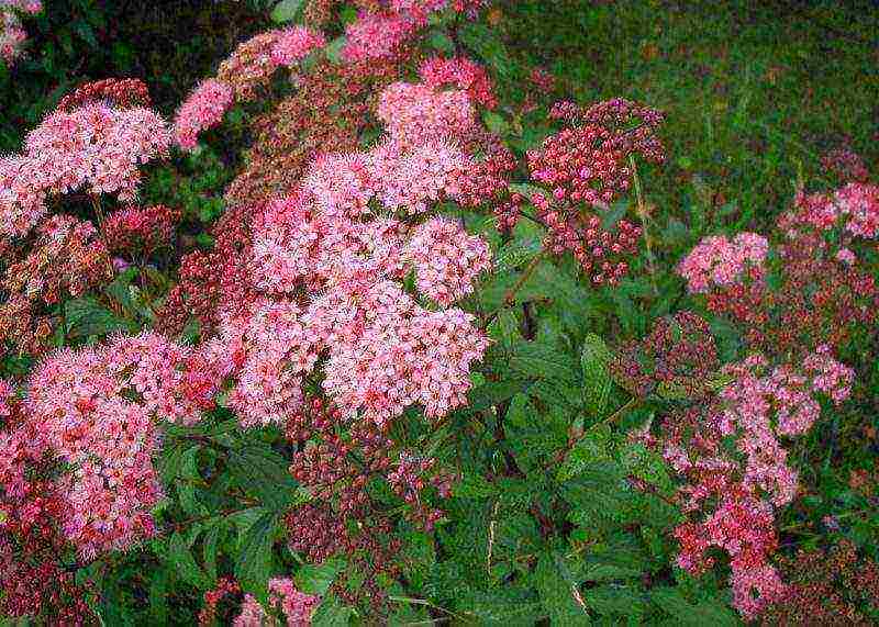 spirea pink na pagtatanim at pangangalaga sa bukas na bukid