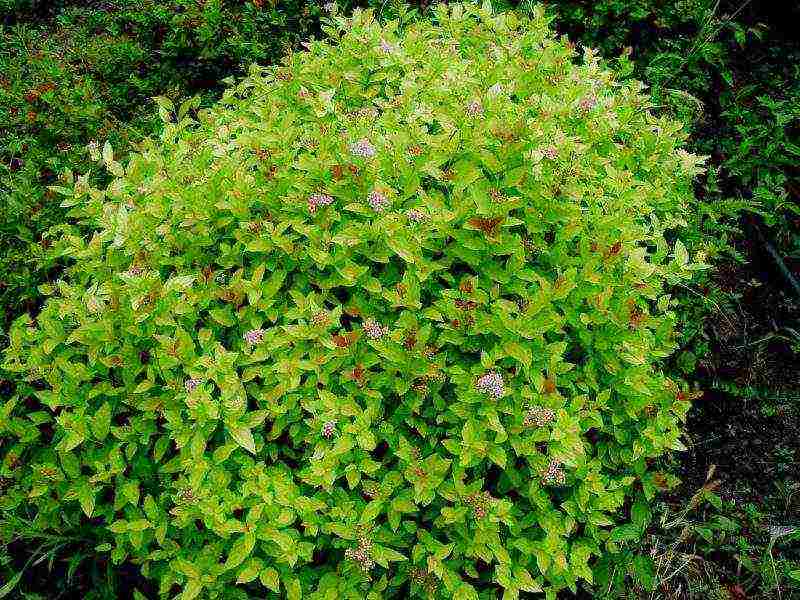 spirea pink planting and care in the open field