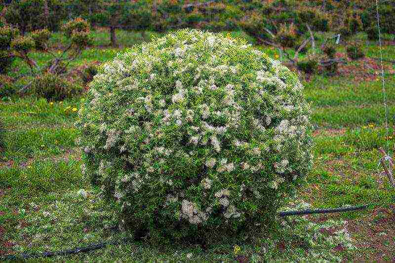 spirea pink planting and care in the open field