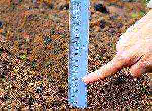 timing of planting carrots in siberia in open ground