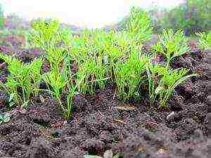 timing of planting carrots in siberia in open ground